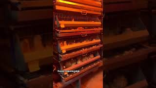 ПЕРЕПЕЛА \ Как удешевить производство перепелов??? #перепела #перепелка #перепелки #корма
