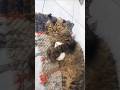 These cats are loving other animals. Part 1.