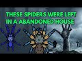 Abandoned house with abandoned tarantulas