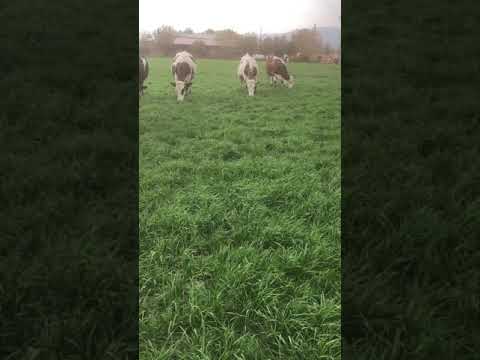 Reygrass