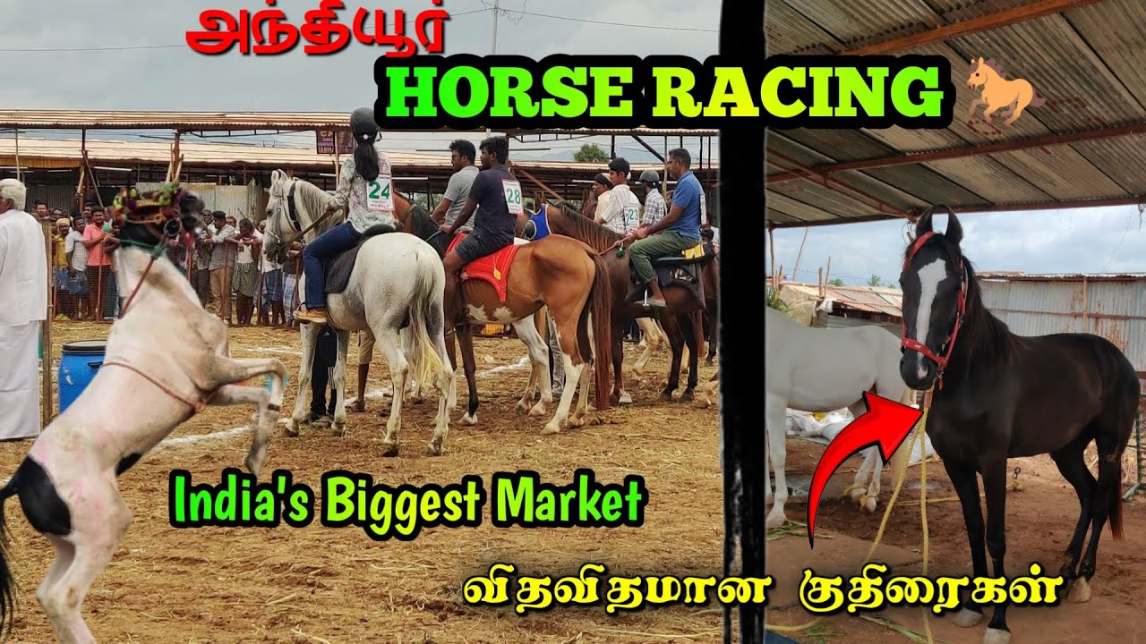 ஆசியாவிலேயே மிகப்பெரிய குதிரை சந்தை😱HORSE RACING😱HORSE MARKET😱அந்தியூர் குருநாதசாமி கோவில்🔥Anthiyur