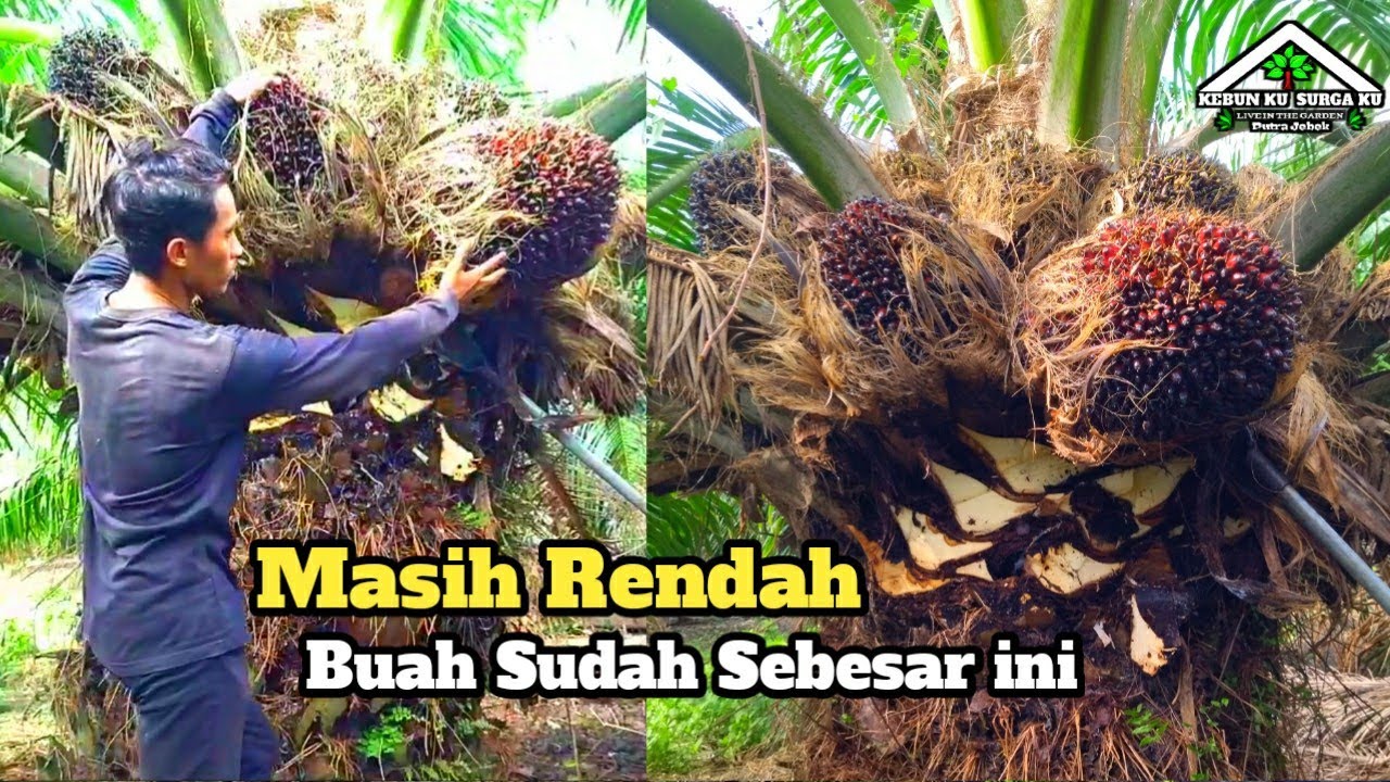 Padahal Belum Tinggi ‼️Panen Sawit Yangambi Luas 3,5 hektar Jarak Tanam 10x10#panensawit#yangambi