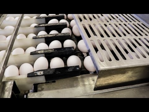 Video: Fjäderfägratäng