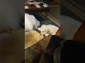 Grace thought it was a great idea to get a puppy!,😂😂 #dog #Puppy #Pyrenees