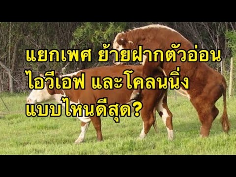 เสวนาเรื่องการขยายพันธุ์โควิธี