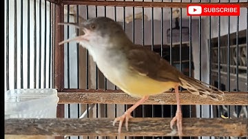 Bocor Parahhhh !!! Ciblek semi MUDA gacor untuk PANCINGAN semua ciblek