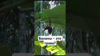 Как растут бананы?