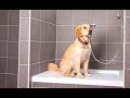 Instalaciones de lavado para mascotas - Hogarmanía