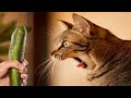 Roliga djurr fr barn roliga katter vs gurkor  4k