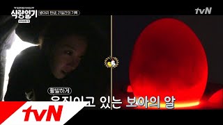 fooddiary 보아 목소리에 반응하는 달걀! 움직여 움직여! 180530 EP.1