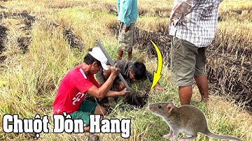 Bắt chuột như phim hài cười đau cả ruột /catch the mouse/NGÃ NĂM TV