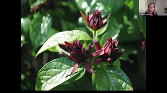 ‘Aphrodite’ Sweetshrub | Proven Winners® Fragrant Flowering Shrub