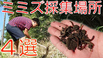 ミミズ Mp3 ミミズ Mp3