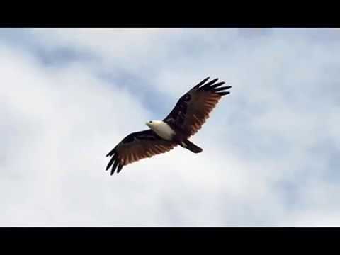 Video: Apa itu elang yang berteriak?