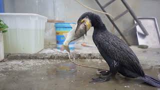 Cormorant Eats A Fish Bigger Than Its Own Head