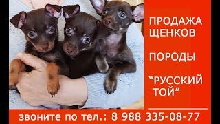Продажа щенков породы "Русский Той" с родословной. Продажа щенков породы "Русский Той" с родословной.