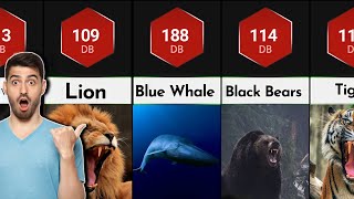 comparison: Do you know which are the loudest animals?