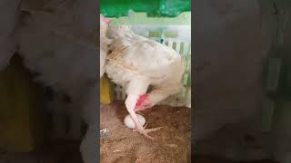 دجاجة تضع بيض #chicken #دجاج