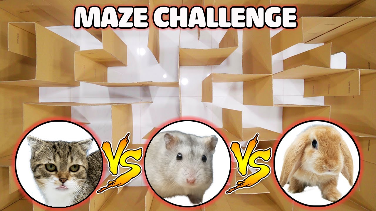 Funny Cats Cat Kitten vs Hamster vs Rabbit Who is the BEST? Battle