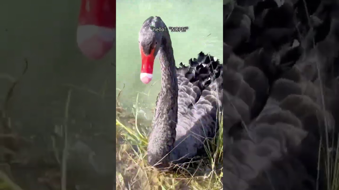 Swan Attacks Incoming🦢🤣🤣💕 