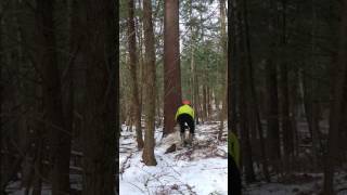 100 ft 30 inch Diameter White Pine Felling