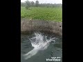 Jstar patilenjoy swim in farm