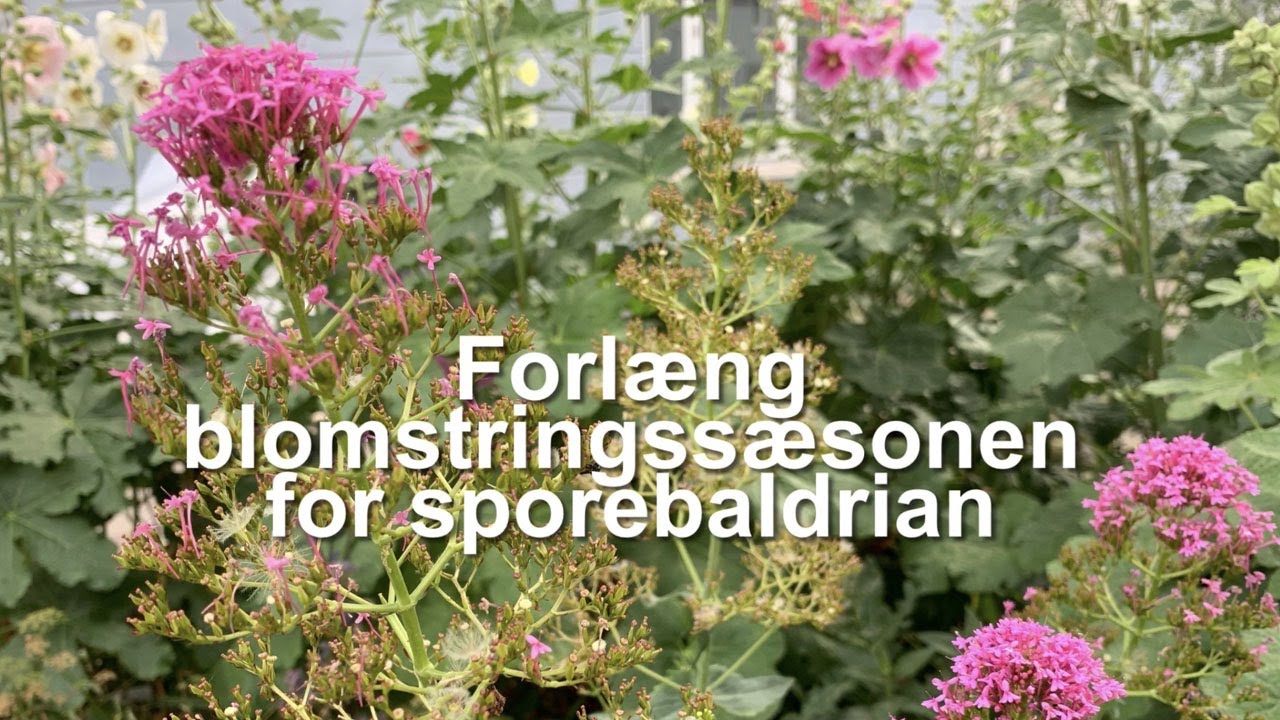 Sådan forlænger du blomstringssæsonen for sporebaldrian