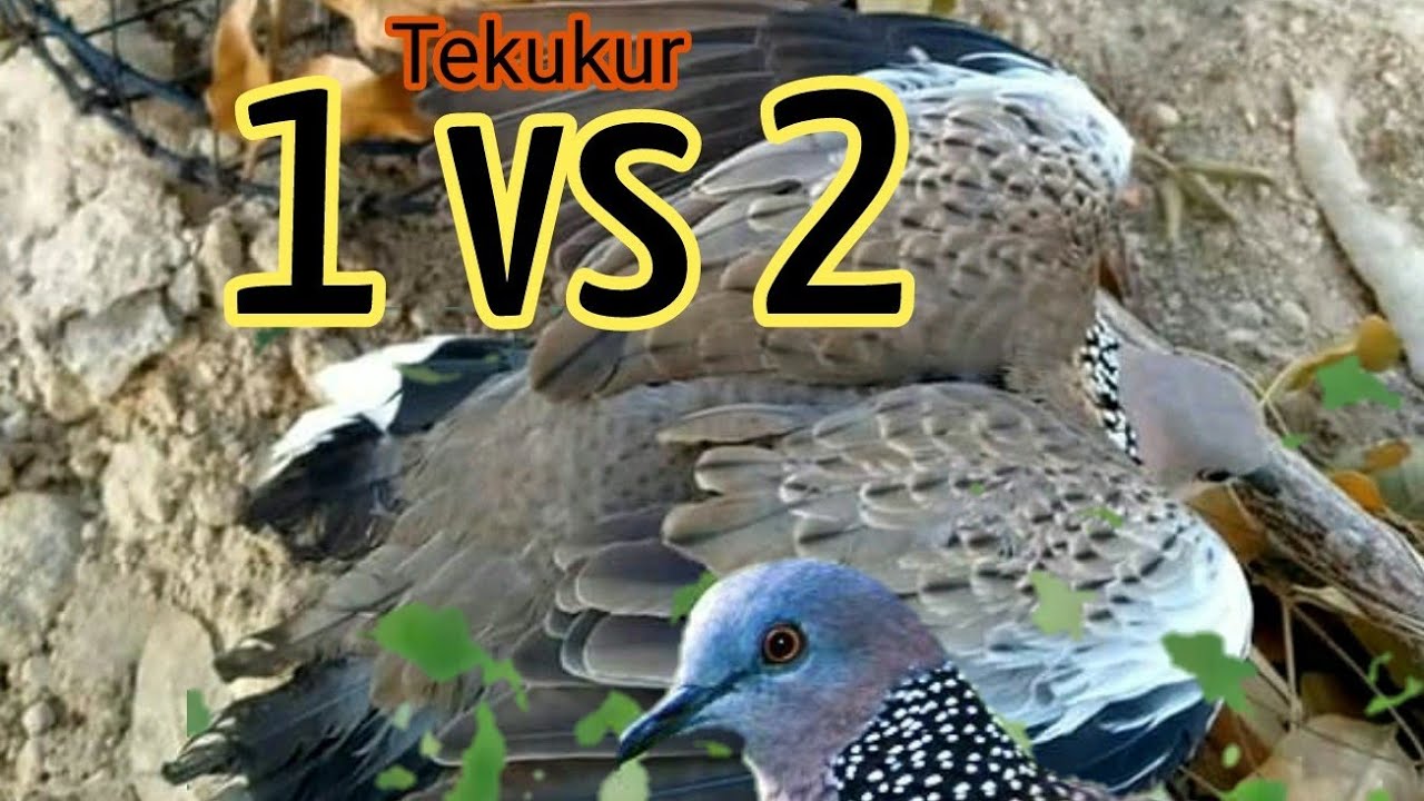 Cara mikat burung tekukur. - YouTube