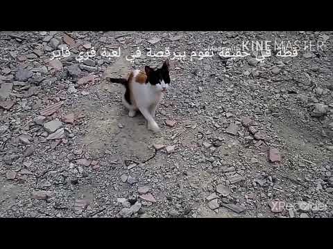 قطة في الحقيقة تقوم بة في لعبة فري فاير