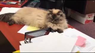 9GAG Cute Me at work every Monday morning