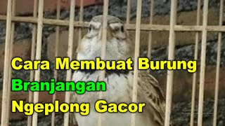 Cara Membuat Burung Branjangan Ngeplong Gacor