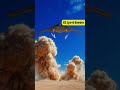 B2 Spirit Bomber Facts #military #facts #factshorts #interestingfacts #army #warzone #warzoneclips