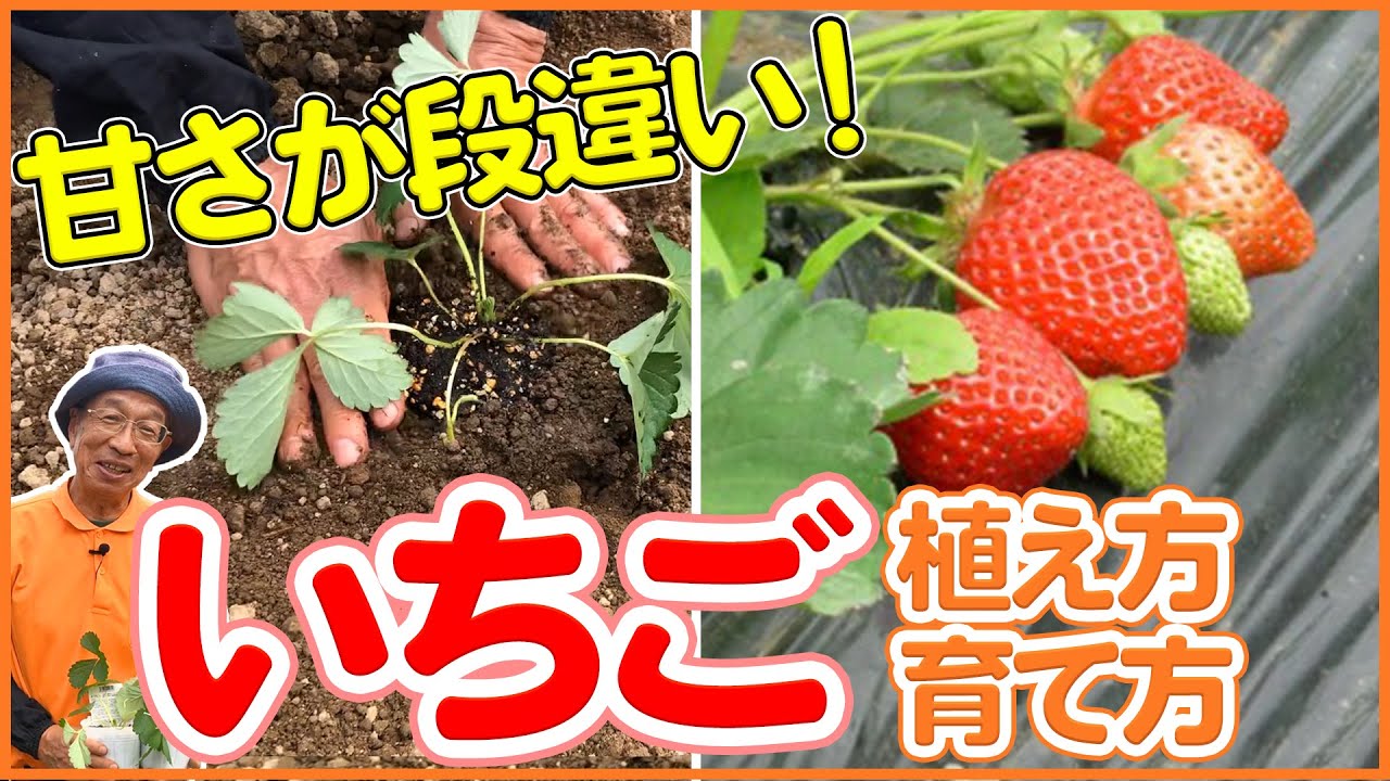 栽培生活 いちごの植え方 育て方 植え方の裏技も公開 初心者必見です シェア畑 Youtube