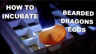 How To Incubate Bearded Dragon Eggs ? Need Help ?