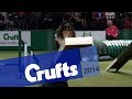 Agility | Championship Round 2 | Crufts 2014