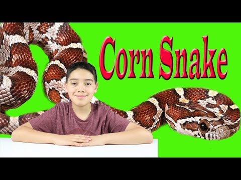 Video: Corn Snakes: Animali domestici che sono facili da curare