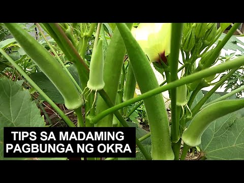 Video: Mga Tip Para sa Pag-ipit at Pag-ani ng mga Halamang Herb