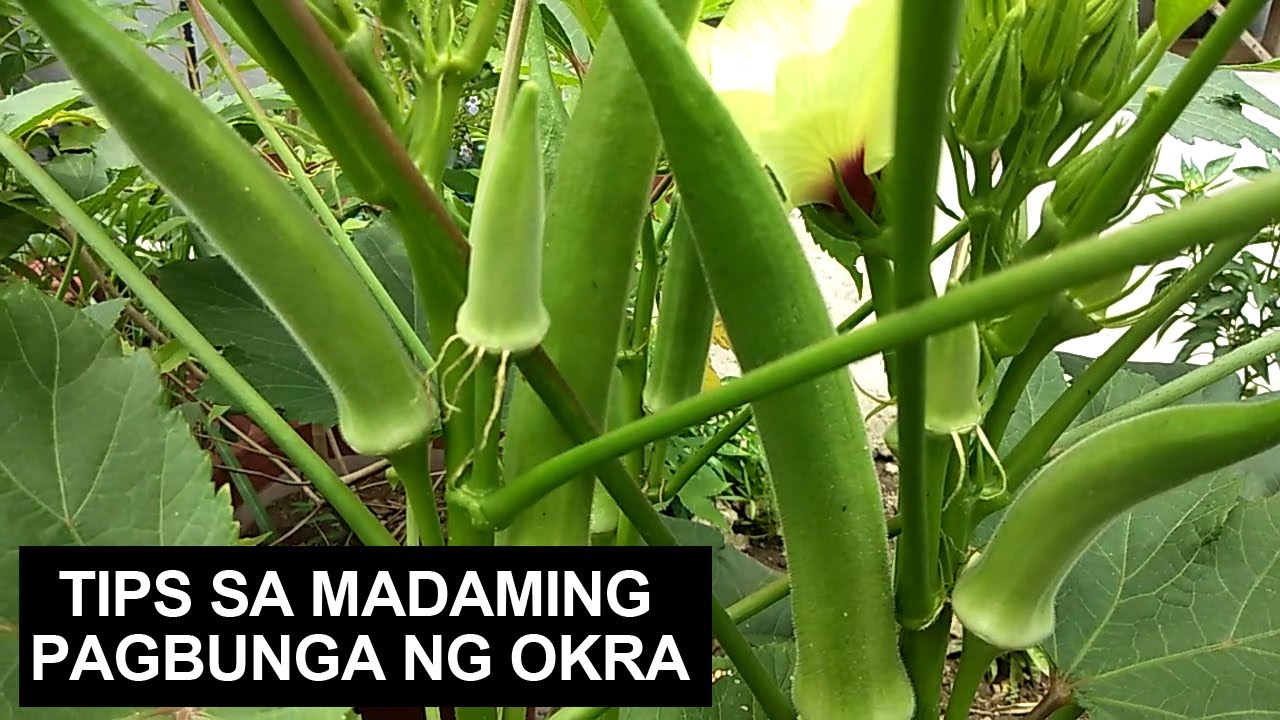 Tips Sa Madaming Pagbunga Ng Okra I Complete Guide YouTube