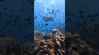 I stopped diving for fun and did THIS instead... 🤿