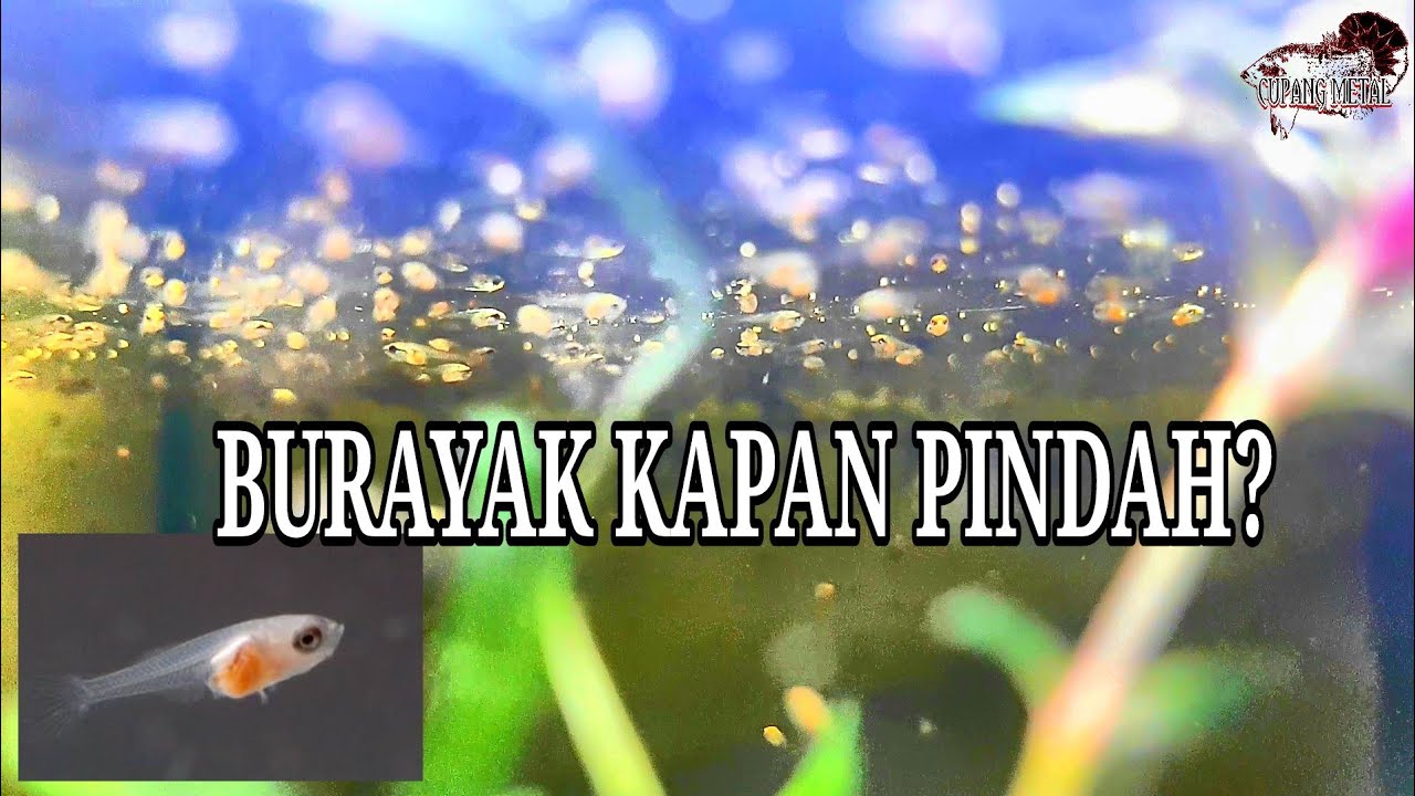 Stop Bikin Burayak Mati, Kapan Burayak Ikan Cupang Dipindahkan Ke Wadah Pembesaran?