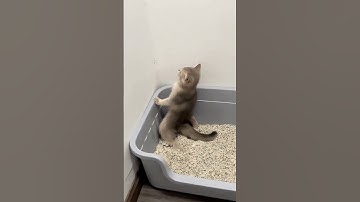 Epic Poop Moments: Dogs and Cats Doing Their Business Hilariously!# cat pooping # funny pets