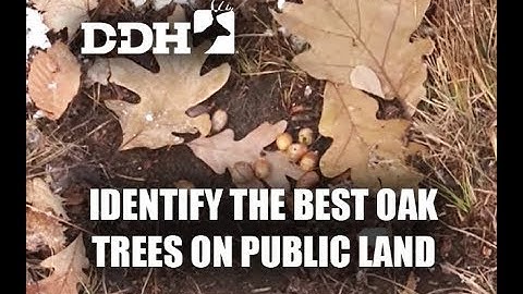 Identify the Best Oak Trees on Public Hunting Land