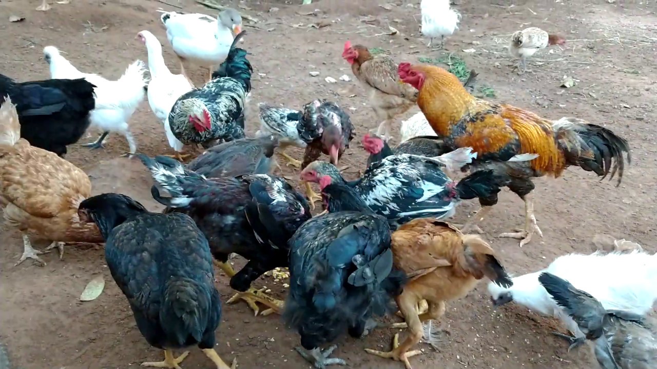 Como Saber Se O Pintinho é Galo Ou Galinha