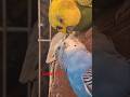 दिल से दिल तक: मोहब्बत का इज़हार #love #parrot #shortvideo #shorts