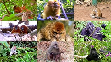 Monkeys for Kids: Pronunciation in English (with videos)