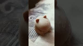 #squish #dumplings
