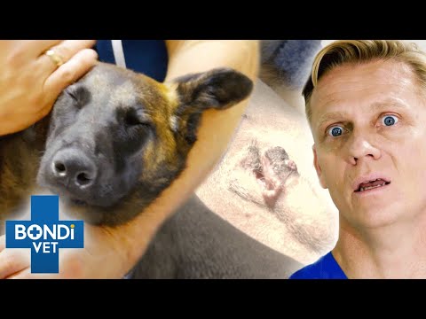 Video: Veteran With PTSD Claims Service Dog ha contribuito all'ansia