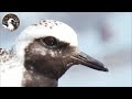 【野鳥観察】渡り時期の干潟に行くとあまりにも鳥が多すぎて衝撃的だった! Vlog62