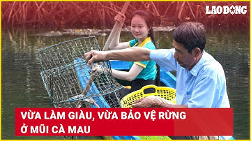 Vừa làm giàu, vừa bảo vệ rừng ở Mũi Cà Mau | Báo Lao Động