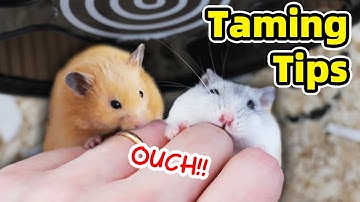How to Tame Hamster and Minimise Biting